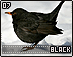 black07.gif