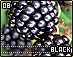 black08.gif