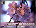 cherryblossoms01.gif