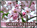 cherryblossoms06.gif