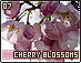 cherryblossoms07.gif