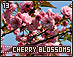 cherryblossoms13.gif
