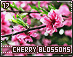 cherryblossoms17.gif