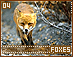 foxes04.gif