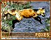 foxes17.gif