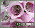 foxgloves01.gif