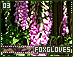 foxgloves03.gif