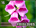 foxgloves15.gif