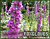 foxgloves19.gif