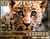 leopards02.gif