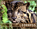leopards05.gif