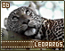 leopards06.gif