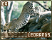 leopards09.gif
