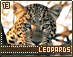 leopards13.gif