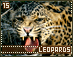 leopards15.gif