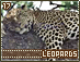 leopards17.gif