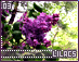 lilacs03.gif
