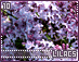 lilacs10.gif