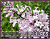 lilacs12.gif