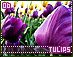 tulips06.gif
