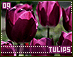 tulips09.gif