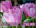 tulips13.gif