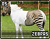 zebras05.gif