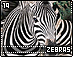 zebras19.gif