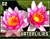 waterlilies02