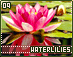 waterlilies09