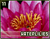 waterlilies11