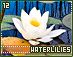 waterlilies12