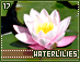 waterlilies17