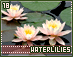 waterlilies18