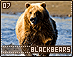 blackbears07.gif