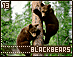 blackbears13.gif