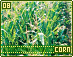 corn08.gif