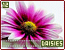 daisies12.gif