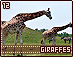 giraffes12.gif