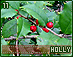 holly11.gif