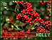 holly16.gif