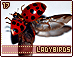 ladybirds17.gif