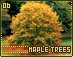 mapletrees06.gif