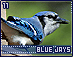 bluejays11.gif