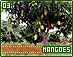mangoes03.gif