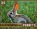 rabbits05.gif