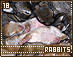 rabbits18.gif