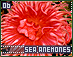 seaanemones06.gif