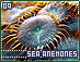 seaanemones09.gif