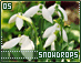 snowdrops05.gif